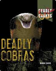Deadly Snakes: Deadly Cobras