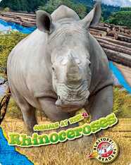 Animals at Risk: Rhinoceroses