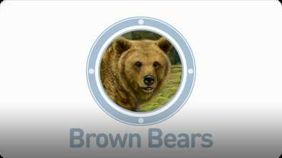 Amazing Animals: Brown Bears book