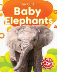 Too Cute: Baby Elephants
