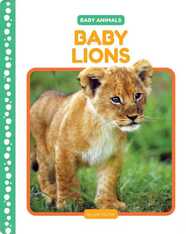 Baby Lions