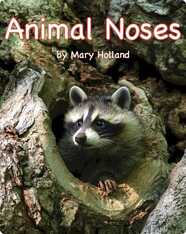 Animal Noses