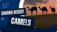 Why Are Camels Special?