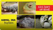 Animal DNA - Reptilians