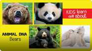 Animal DNA - Bears