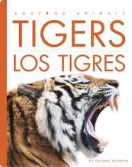 Tigers / Los tigres