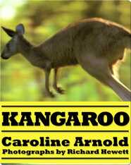 Kangaroo