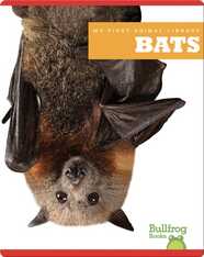 My First Animal Library: Bats