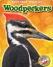 Woodpeckers: Backyard Wildlife