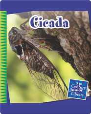 Cicada