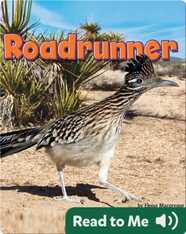Roadrunner