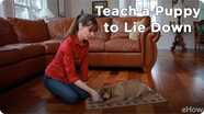 Teach a Puppy to Lie Down | Teacher's Pet With Victoria Stilwell