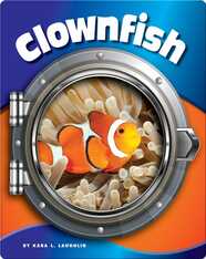 Clownfish