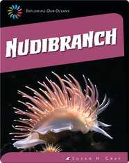 Nudibranch