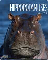 Hippopotamuses