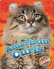 American Curls