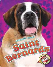 Saint Bernards