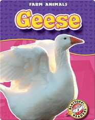 Geese