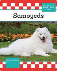 Samoyeds