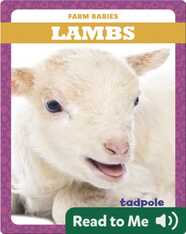 Lambs