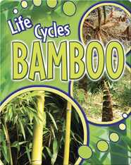 Bamboo