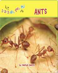 Ants