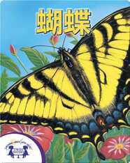 蝴蝶 !
