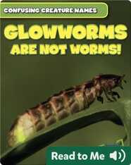 Glowworms Are Not Worms!