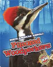 Pileated Woodpeckers