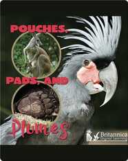 Pouches, Pads, and Plumes