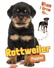Rottweiler Puppies