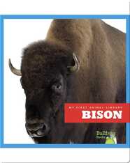 Bison