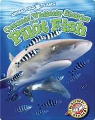 Oceanic Whitetip Sharks and Pilot Fish