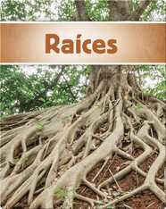 Raíces