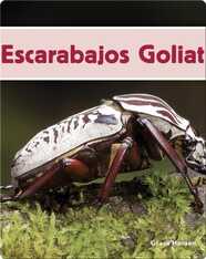 Escarabajos Goliat
