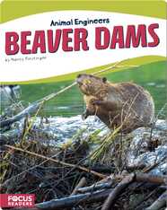 Animal Engineers: Beaver Dams