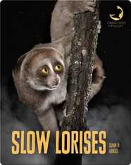 Slow Lorises