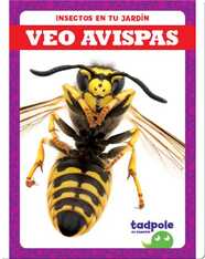 Insectos en tu jardín: Veo avispas