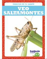Insectos en tu jardín: Veo saltamontes