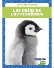 Las crías de los pingüinos