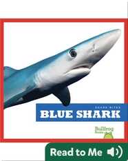 Shark Bites: Blue Shark