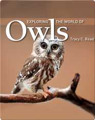 Exploring the World of Owls