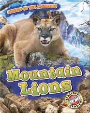 Mountain Lions