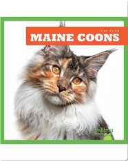 Cat Club: Maine Coon