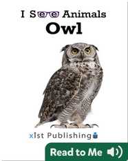 I See Animals: Owl
