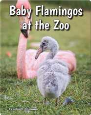 Baby Flamingos at the Zoo