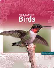 The Evolution of Birds