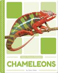 Rain Forest Animals: Chameleons