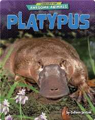 Awesome Animals: Platypus