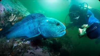 Jonathan Bird's Blue World: Atlantic Wolffish of Maine! book